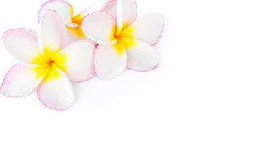 Obraz na płótnie Canvas Closeup Plumeria, Frangipanni pink and white color on white back