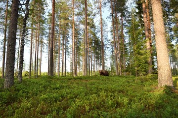 brown bear out in forest