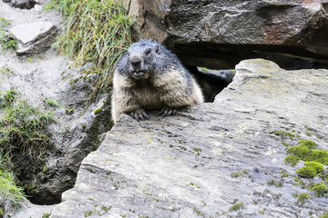 Murmeltier im Hochgebirge guckt auf seine Umgebung
