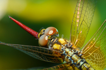 Macro Dragonfly,Dragonfly.