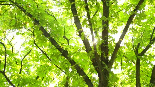 Tops of huge beautiful chestnut trees with sunlight through green leaves of branches on sunny summer day. Charming nature background. Real time full hd video footage. Camera moving from left to right.