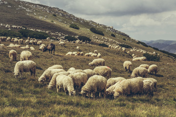 Flock of sheep grazing on a alpine pasture in Bucegi Mountains, Romania.