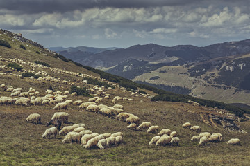 Fototapeta premium Flock of sheep grazing on a alpine pasture in Bucegi Mountains, Romania.