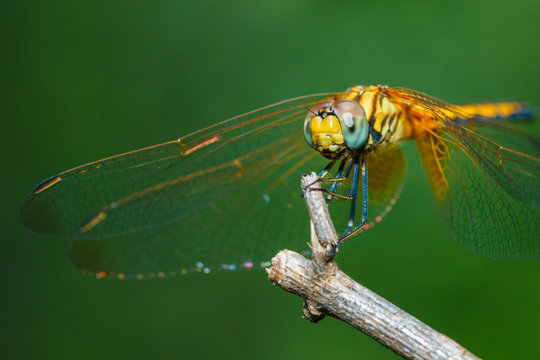 Macro Dragonfly,Dragonfly.