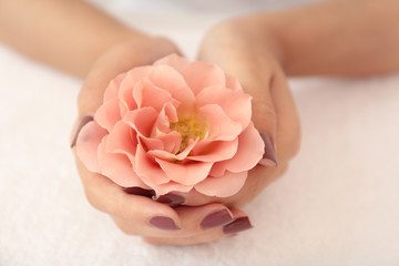 Female hands with brown manicure holding flower on fabric background