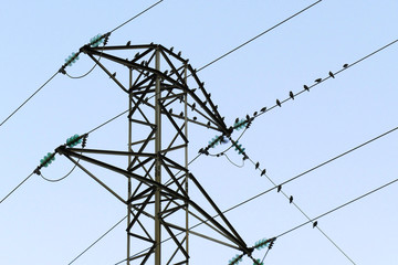pajaros en cables de postes electricos al amanecer