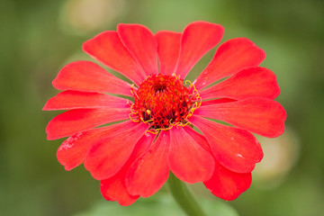 Red Flowers Zinnia.