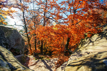 Colorful and bright autumn forest