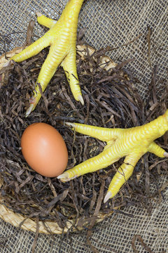 One egg and chicken legs in a nest