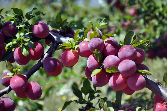 Plums ripe on branch closeup . Ripe plums on a tree branch in the orchard.