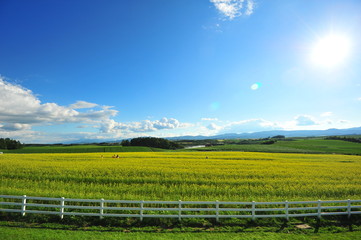 Yellow Flower Fields in Biei, Hokkaido, Japan
