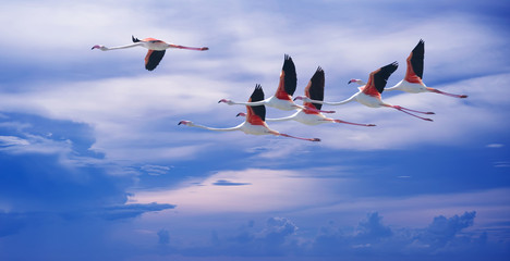 Flamingos over blue sky background