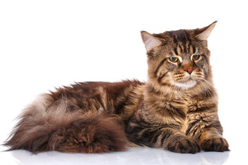 Maine Coon cat lying, isolated on white