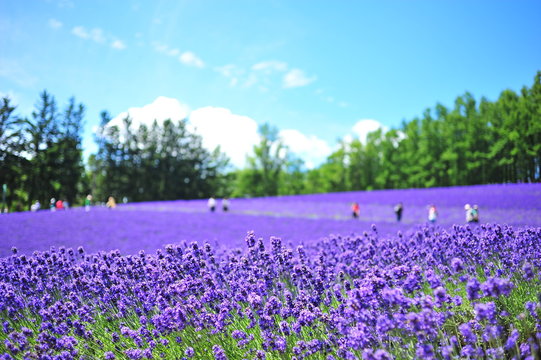 Fototapeta Lavender Flower Fields in Hokkaido, Japan