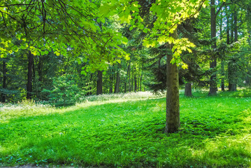 Fototapeta na wymiar Great Green Park in Oranienbaum Lomonosov