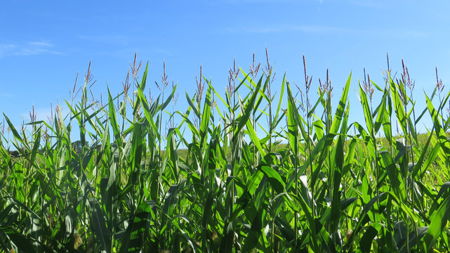 Field of Sweetcorn