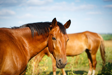 Obraz premium Horse on a summer pasture