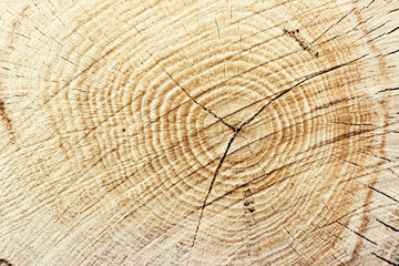 Fototapeta premium Close-up wooden cut texture. Cut wood log background. Wood trunk