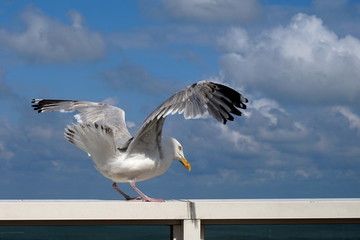 Herring seagull flapping its wings, sitting on the hand rail of an ocean liner, cloudy blue sky behind it