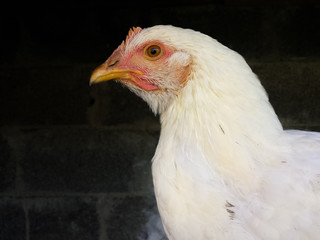 white hen closeup over black background