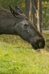 Female Moose (Alces alces)