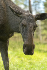 Naklejka na ściany i meble Female Moose (Alces alces)