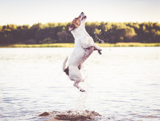 Dog jumping in water having fun at summer beach