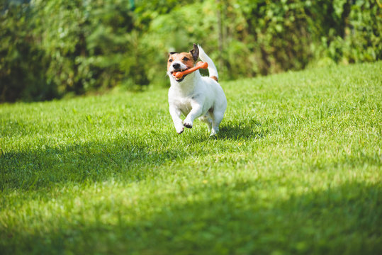 Dog running on green grass fetching toy bone