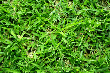 Fototapeta na wymiar Background of a green grass texture