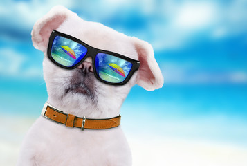 Fototapeta na wymiar Dog wearing sunglasses relaxing in the sea background.
