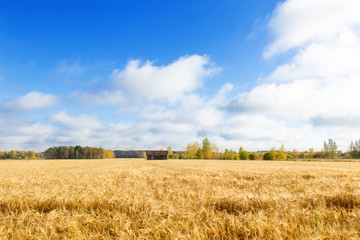 Ripe Crops in Countryside Landscape at Fall