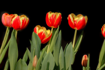 Beautiful view of red tulips on black background under sunlight