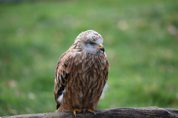 Rotmilan sitzt auf Ast