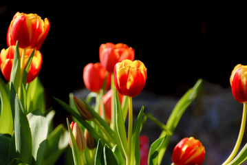 Beautiful view of red tulips on black background under sunlight