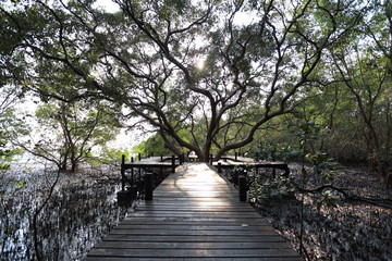 Big Mangrove trees of Thung  Prong Thong forest in Rayong at Thailand