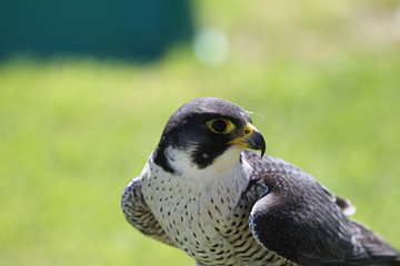 Wanderfalke Kopfporträt