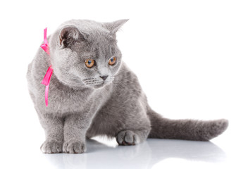 grey Scottish Fold cat with pink ribbon sitting on white