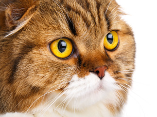 serious Scottish Fold cat on white background closeup