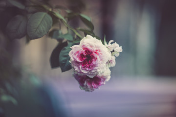 Flower background with pale pink rose on blurred background. Toned image
