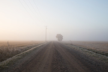 Lone Tree in Morning Misty By Rural Gravel Road