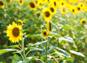 Field with sunflowers