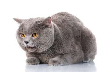 evil gray British Shorthair cat with brown eyes