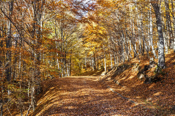 Beautiful colorful autumn path with yellow leaves