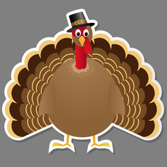 Thanksgiving turkey bird isolated on grey background.