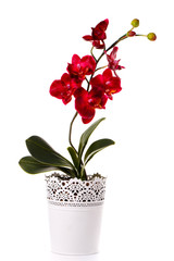 orchid plant in a flowerpot isolated on white