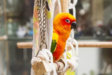 Foto op Canvas Parrot, sun conure, standing on the perch in the house © shark749