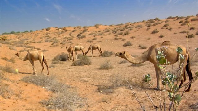 10247 many wild dromedary in desert
