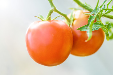 Red and juicy tomatoes