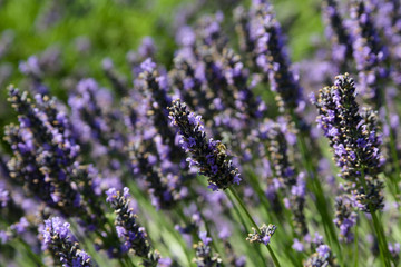 Bee on Lavender