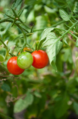 tomates cerise dans un jardin potager